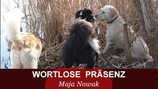 WORTLOSE PRÄSENZ - Einen Hund nur mit Blick und Präsenz zum Nachgeben bringen - Maja Nowak