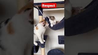 respect  #shorts #shorts #viralpet #viralpet #love #respect