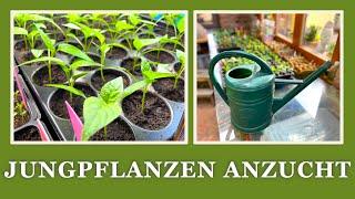 #28 Jungpflanzen  Anzucht, 11 Tipps für gesunde und kräftige  Jungpflanzen