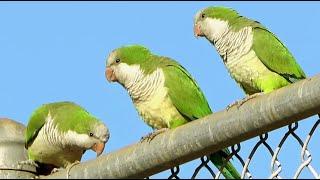 Parakeets  Video for Pets