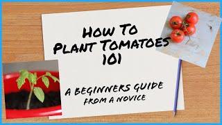 A Novices Guide To Planting Greenhouse Tomatoes | Garden With Rachel | Random With Rachel