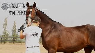 2020 Hanoverian Inspection Compilation