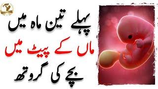 First Trimester l Fetal Development Week By Week In Urdu l Fetal Development Month By Month