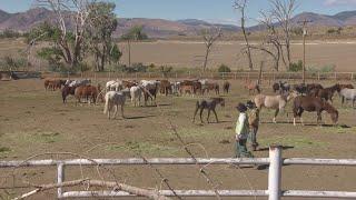 Meet Two Prison Inmates Who Care For Colorado's Wild Horses