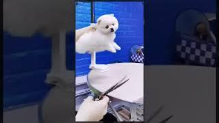 funny dog  videos | cute dog videos | cute animals | funny dog #shorts