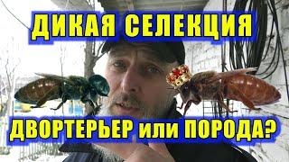 ПОРОДА ИЛИ ДВОРТЕРЬЕР? ДИКАЯ СЕЛЕКЦИЯ ПЧЕЛ.