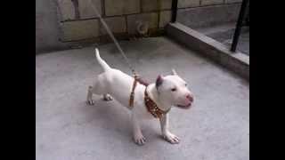 Perro Pitbull De 4 meses