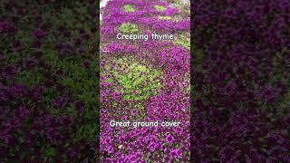 Blooming ground cover #creepingthyme #springblooms #gardenplants #landscapedesign