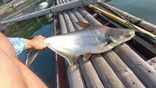 PARAAAHH....!!!!MANCING PATIN DI SINI BESAR BESAR | MANCING CIRATA TERBARU 2024