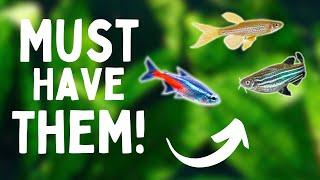 Why You NEED Dither Fish In Your Aquarium | 6 BENEFITS!