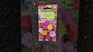 Яркое, красивое и неприхотливое растение для вашего сада #теплица #сад #огород