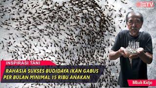 Kakek ini Sukses Budidaya Ikan Gabus Sampai Dijuluki Maestronya Ikan Gabus - Mbah Kidjo Farm