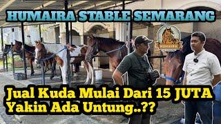 Semakin Banyak Kuda Di HUMAIRA STABLE. Harga Mulai Dari 15 Juta Rupiah