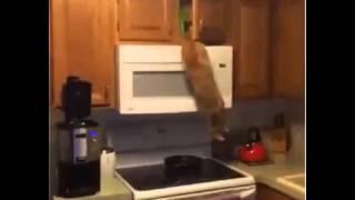 Hungry Cat