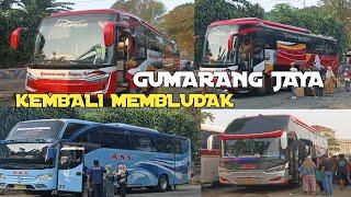 LUAR BIASA GUMARANGJAYA ‼️KEMBALI MEMBLUDAK SEMUA PO SUMBAR PANEN PENUMPANG