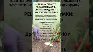  ОБЯЗАТЕЛЬНАЯ ПОДКОРМКА ДЛЯ ПОМИДОРОВ ПРИ ПОСАДКЕ!