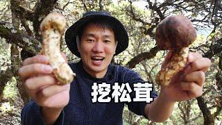 山上捡的菌子，1斤竟然可以卖到上1000元，大叔靠它日入2000多，究竟有多好吃？【探索吧芋圓】