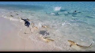 SHARKS ATTACK FEEDING FRENZY IN THE MALDIVES!