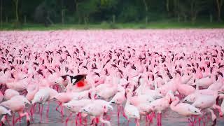 Flamingoes at Lake Elmenteita