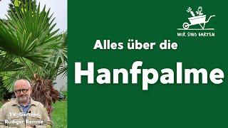 Exoten im Garten: Hanfpalme