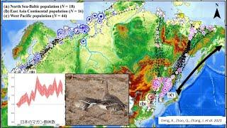 東アジアのガン・ハクチョウ類の渡りルートと個体数変化