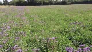 Ploughing, Min-Till, Cover Crops and Fertility