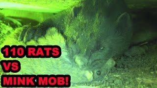 INFESTATION of Rats vs Mob of Mink and Dogs