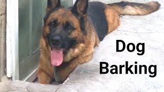 Jarman shepherd dog  barking#viral video #8kvideo