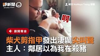 柴犬剪指甲發出淒厲尖叫聲　主人：鄰居以為我在殺豬