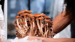 Growing Mushrooms in Grow Tents on an Urban Farm | Southwest Mushrooms