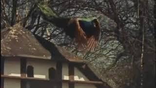 Peacock Flying High   from the roof,So amazing#peacock