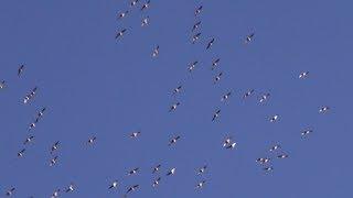 Wenn die Kraniche 2019 ziehen - Zugvögel über Haspe - Der Frühling kommt - Formationsflug am Himmel