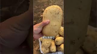土豆播种之前一定要注意拌种剂的选择土豆拌种 土豆种植 土豆拌种剂 土豆