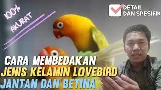 Cara MEMBEDAKAN Jenis KELAMIN LOVEBIRD JANTAN DAN BETINA 100 % Akurat !!