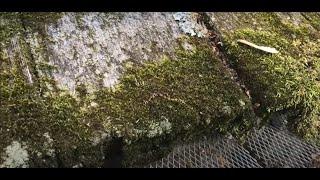 Moss Covered Cedar Roof Cleaning Process