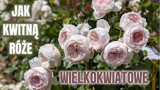 Przegląd róż wielkokwiatowych w Żywym Katalogu Róż 01.06.24