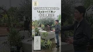  전주정원산업박람회에서 모던올리브를 만나다! 