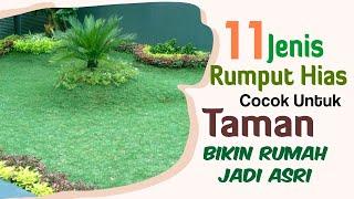 11 Jenis Rumput Hias Yang Cocok Untuk Taman, Bikin Rumah Jadi Asri