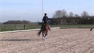 Ustrada Viola Oostwal Intermediair I Horse