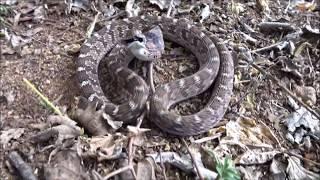 Rhombic Egg Eater showing off some awesome mimicry skills