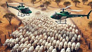 Australian Farmers Use Helicopters And Robots To Raise Millions Of Cattle, Goats And Sheep