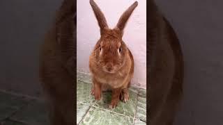 Сено для кролика.               #rabbit #кролик #animals #funny #cute #прикол #юмор #позитив