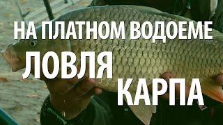 ПЛАТНАЯ РЫБАЛКА на КАРПА. ЛОВЛЯ КАРПА на ФИДЕР и на ПОПЛАВОЧНУЮ УДОЧКУ