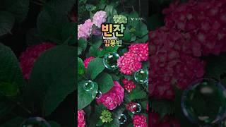 수국이 너무 아름답죠?? [빈잔-김용빈] #쇼츠 #shorts #김용빈 #김용빈노래 #빈잔 #수국 #건강한중년 #갱년기 #갱년기극복