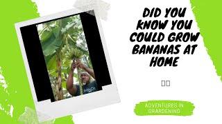 Growing Banana Plants At Home Georgia Zone 8B