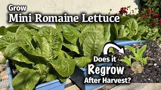 How to Grow Mini Romaine or Little Gem Lettuce from Seed | Will it regrow after harvest??