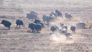 Incredible wild boar hunting, amazing hunting scenes