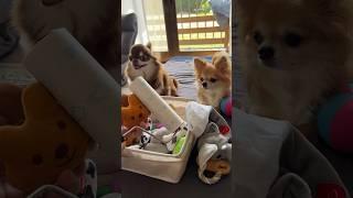 愛用するおもちゃの掃除を監視するチワワ。#チワワ #犬 #shorts