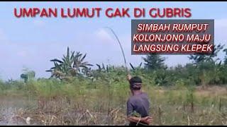 UMPAN SUKET KOLONJONO NEXT MANCING DIWADUK KALIBENING SARADAN MADIUN