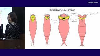 Богомолова Е.В. - Зоология беспозвоночных - 17. Тип Коловратки (Rotifera); тип Немертины (Nemertini)